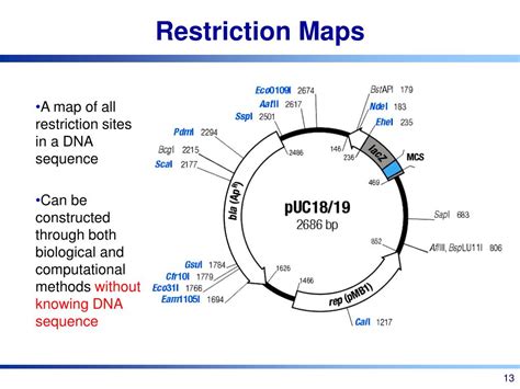 restriction site mapping.